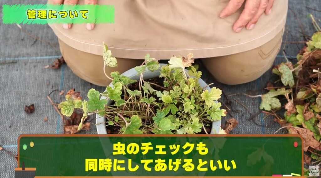 暑さで弱ったヒューケラの対処法