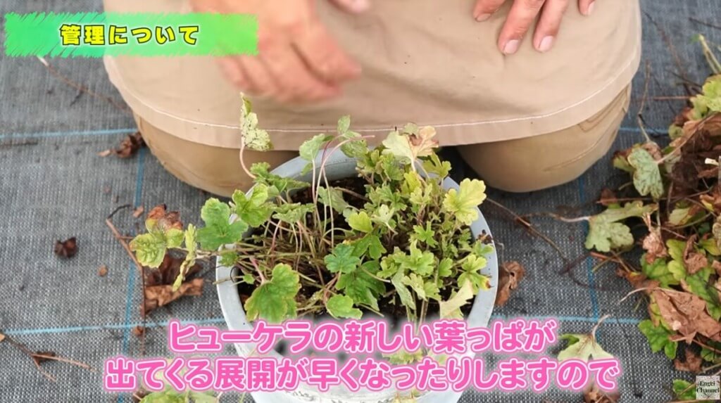 暑さで弱ったヒューケラの対処法
