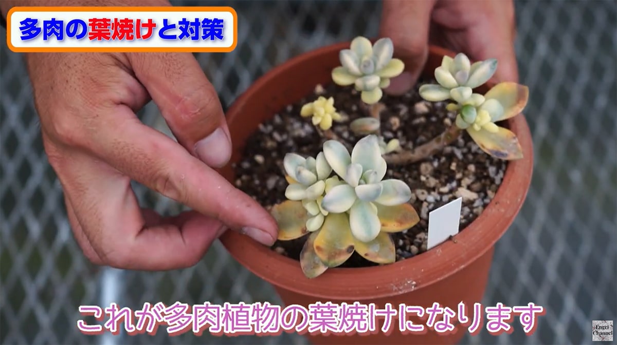 多肉植物の葉焼け ティシュバンス錦