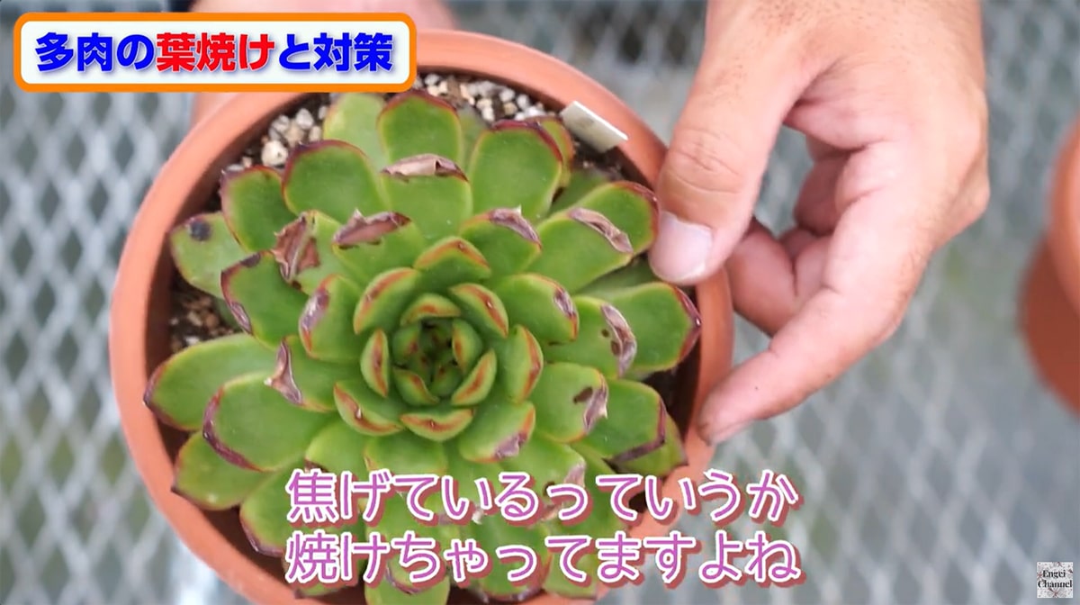 多肉植物の葉焼け ポリリンデ