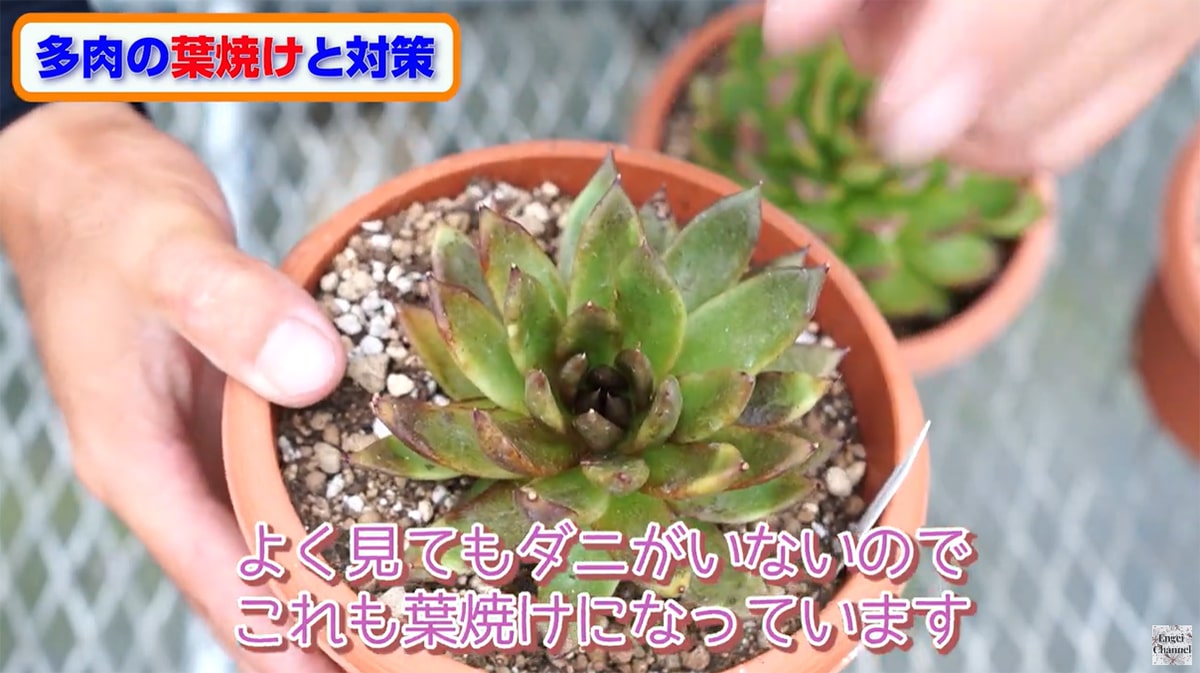 多肉植物の葉焼け ブラックマリア