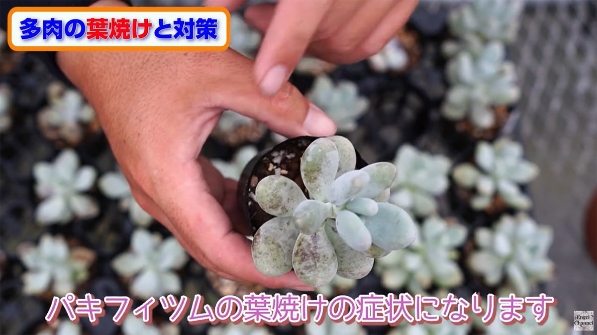 多肉植物の葉焼け パキフィツム