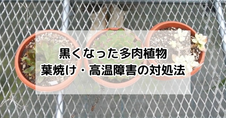 黒くなった多肉植物　葉焼け・高温障害の対処法