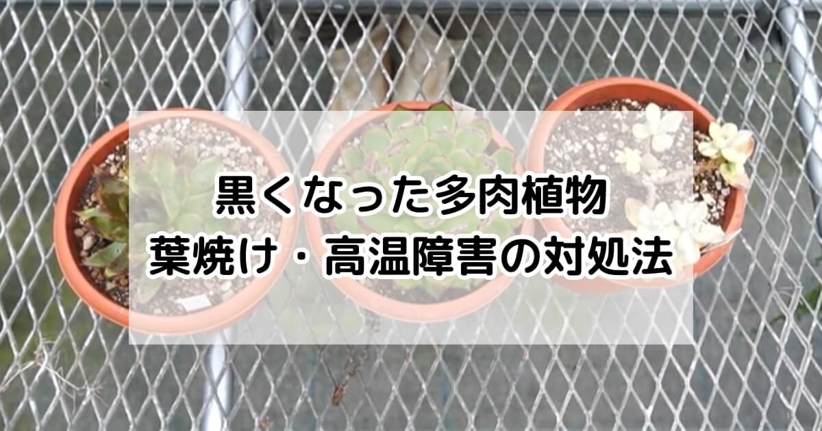 29.【現品　微根】バンクェット　茎曲がり・葉焼け・傷有り　大きい‼️ レア 葉が黒くなった多肉植物はどうしたらよい？葉焼け・高温障害の対処法