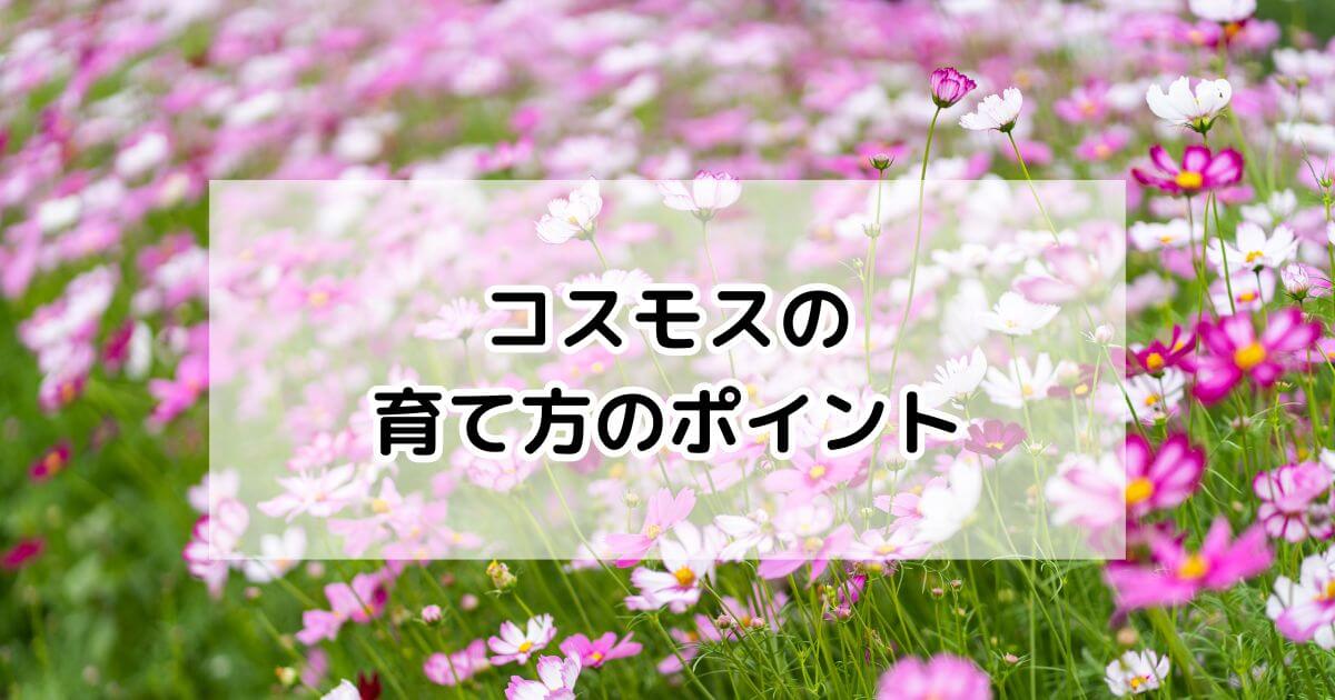 宿根コスモス類問い合わせ 花の種 景観用 コスモス センセーション