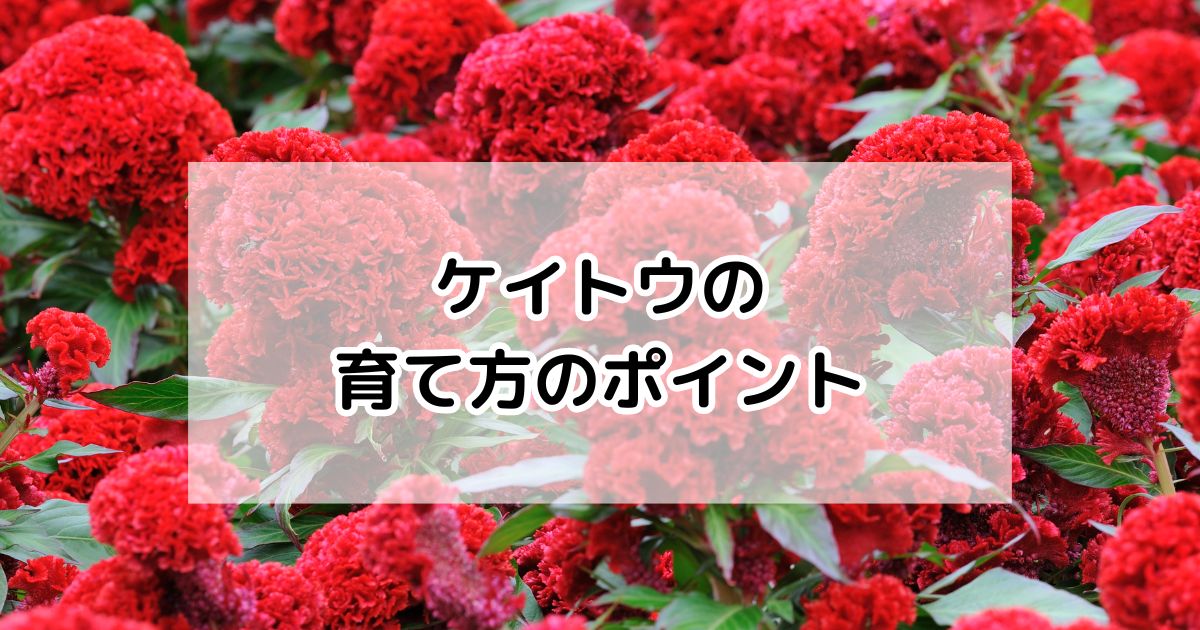 ケイトウの育て方・基本情報・まとめ – プロが伝える栽培ブログ | The Garden Party-ザ・ガーデンパーティー-