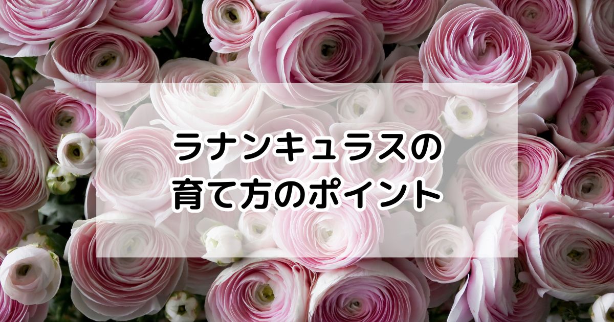 ラナンキュラスの育て方・基本情報・まとめ – プロが伝える栽培ブログ | The Garden Party-ザ・ガーデンパーティー-