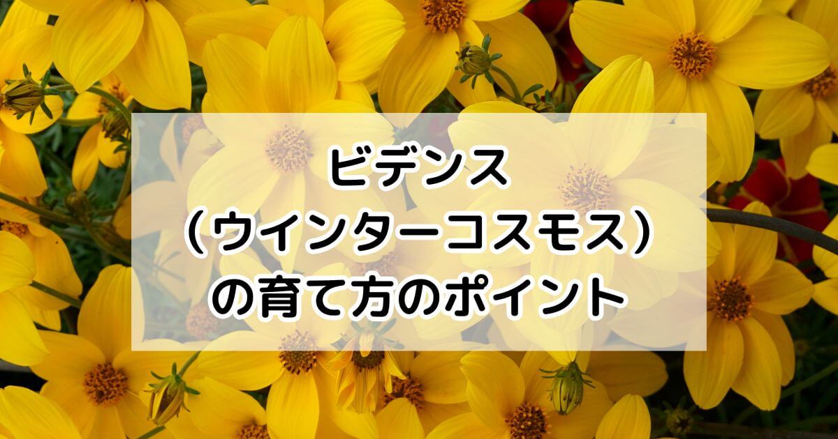 ビデンス（ウインターコスモス）の育て方・基本情報・まとめ – プロが