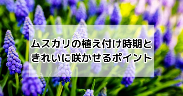 後悔しないムスカリの植え付け時期ときれいに咲かせるポイント