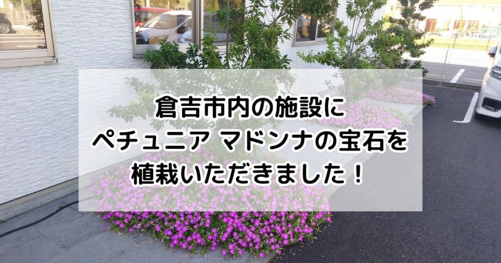 倉吉市内の施設にペチュニア マドンナの宝石を植栽いただきました！