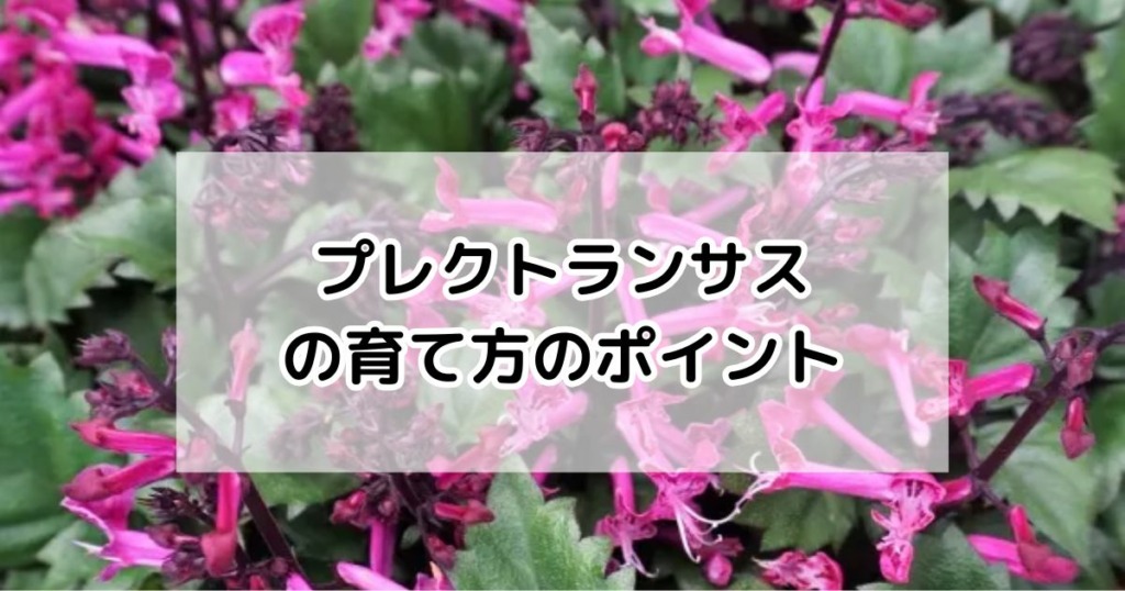 プレクトランサスの育て方