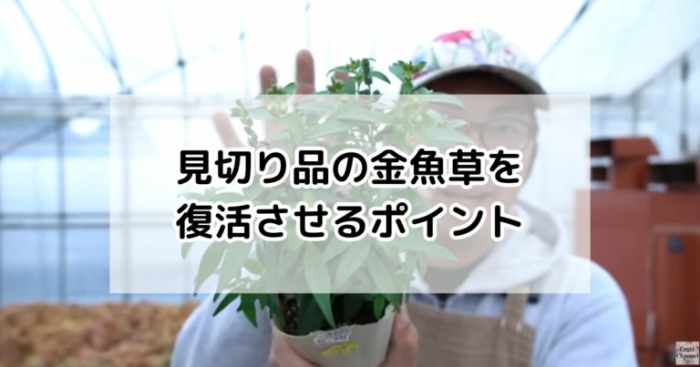 金魚草の復活大作戦