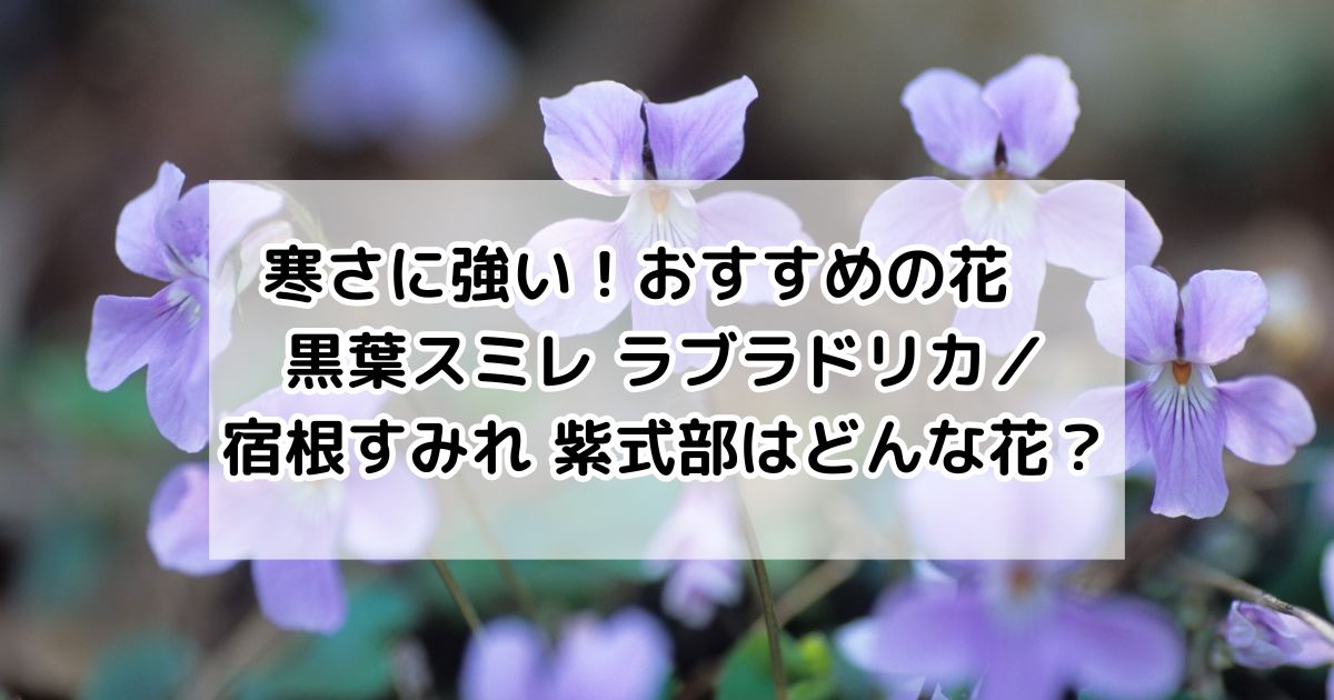 宿根すみれ紫式部