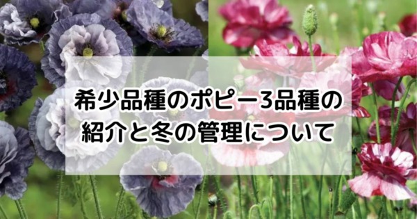 希少品種のポピー3品種の紹介と冬の管理について