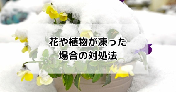 花や植物が凍った場合の対処法