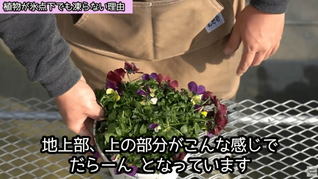 花や植物が凍った場合の対処法