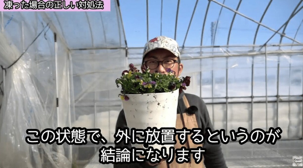 花や植物が凍った場合の対処法