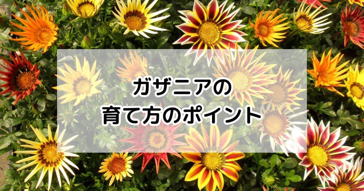img_gazania_blog.2024122401.jpg