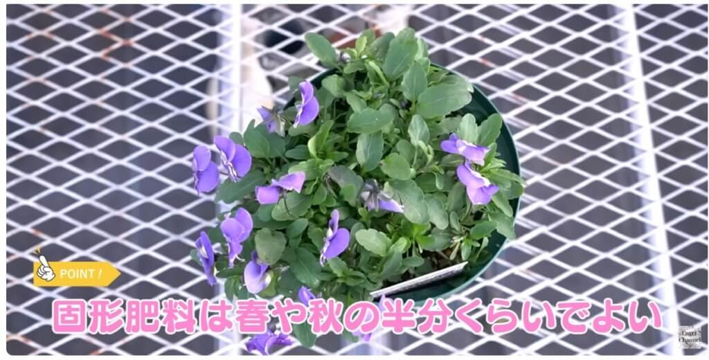 パンジー・ビオラの冬の肥料