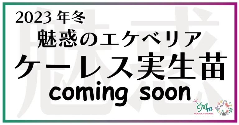 2023年エケベリア・ケーレス実生苗