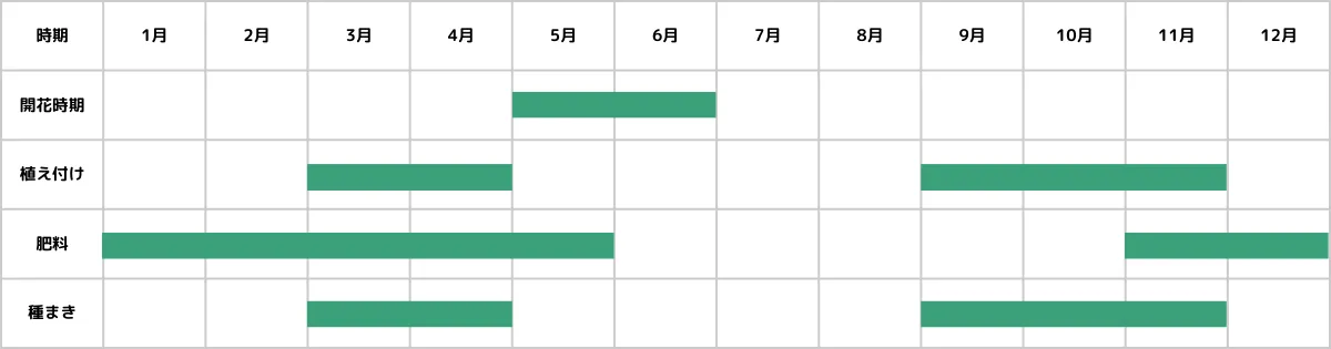 ホワイトレースフラワーの栽培カレンダー