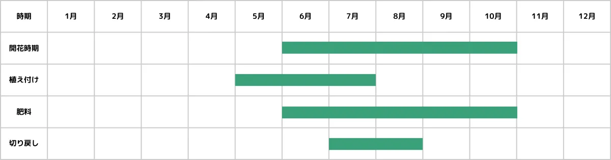 アンゲロニアの栽培カレンダー