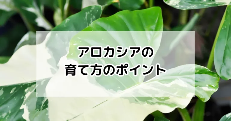アロカシアの育て方