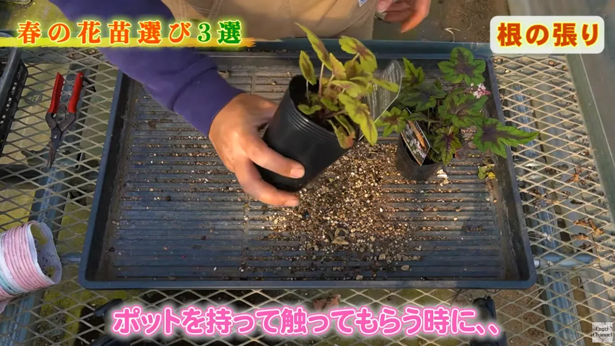 後悔しない春の苗選び