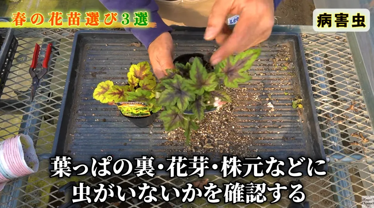 後悔しない春の苗選び