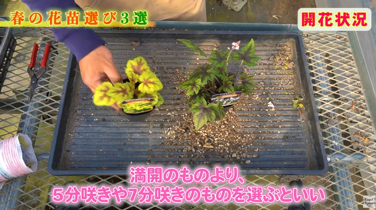 後悔しない春の苗選び