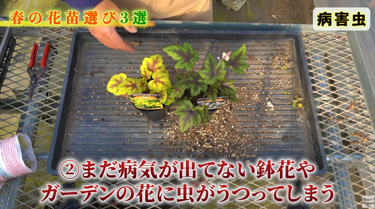 後悔しない春の苗選び