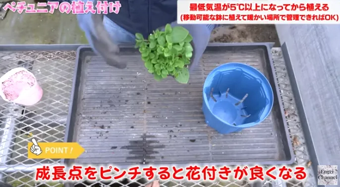 ペチュニアの植え付けポイント