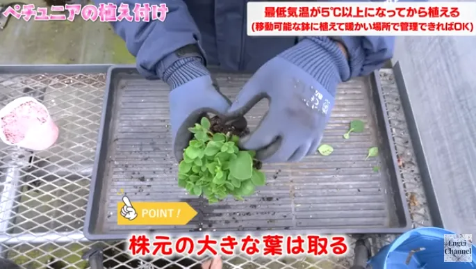 ペチュニアの植え付けポイント