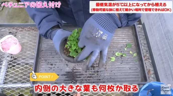 ペチュニアの植え付けポイント