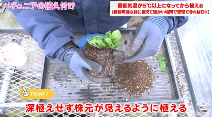 ペチュニアの植え付けポイント