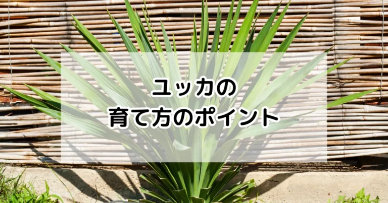 ユッカの育て方のポイント