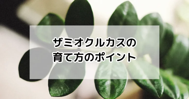 ザミオクルカスの育て方