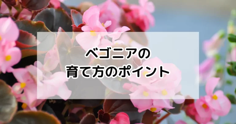 ベゴニアの育て方