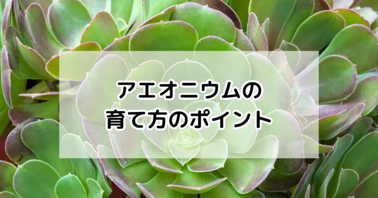 アエオニウムの育て方