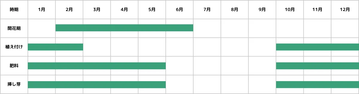 アエオニウムの栽培カレンダー