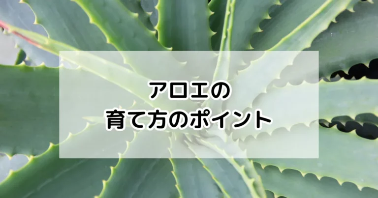 アロエの育て方
