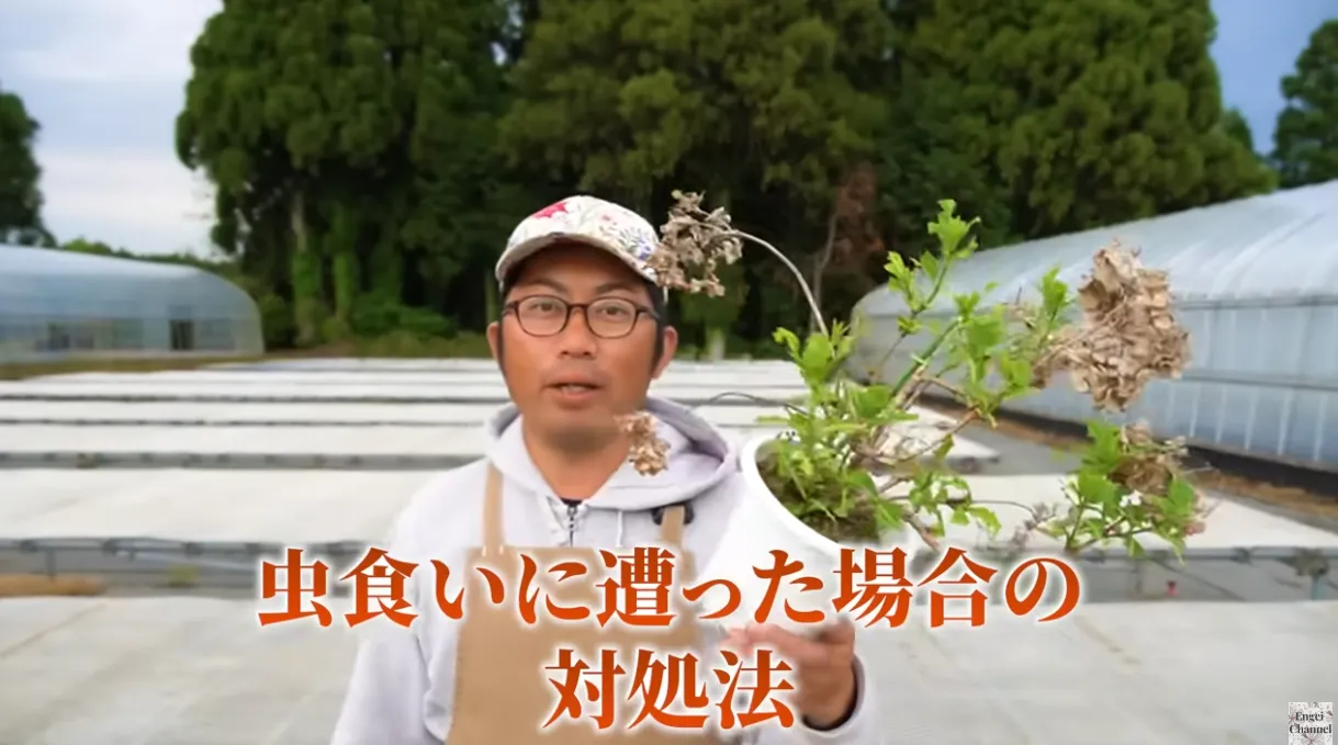 毛虫対策