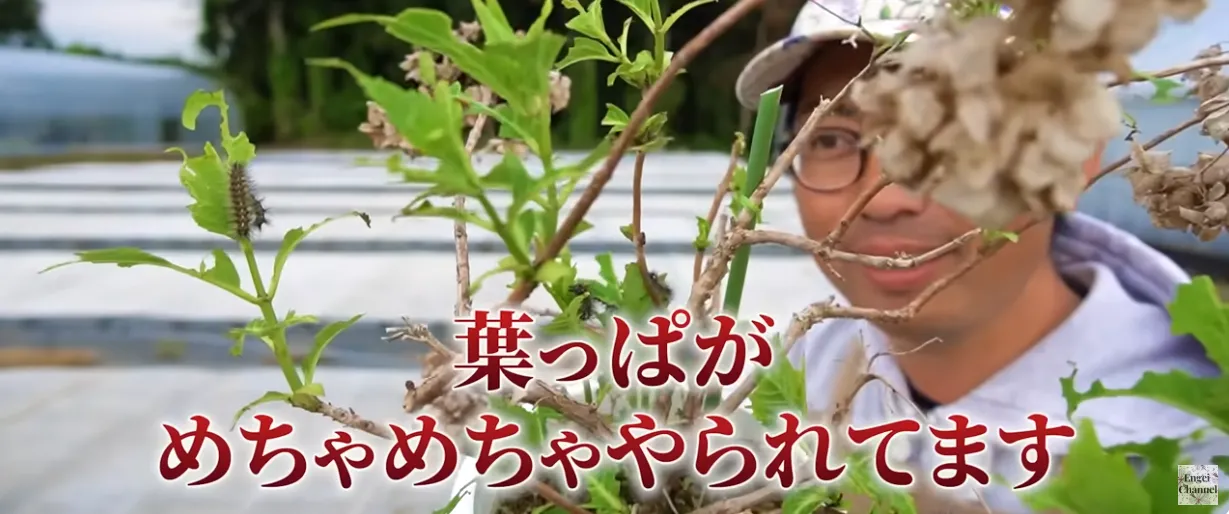 毛虫対策