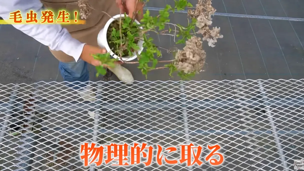 毛虫対策