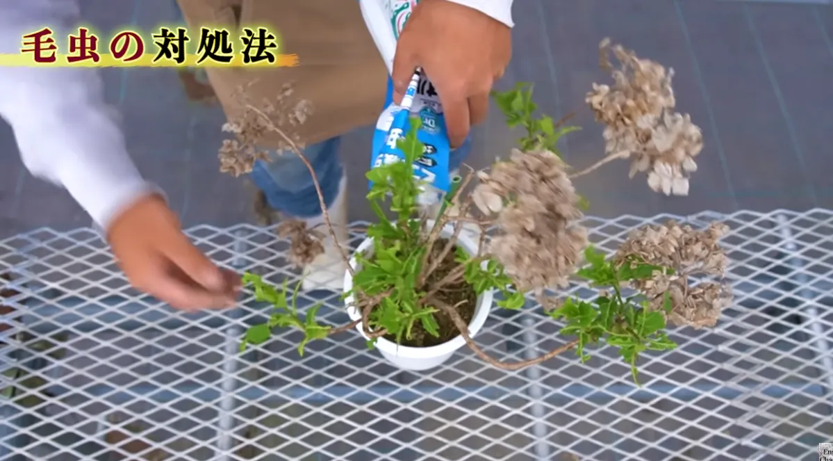 毛虫対策