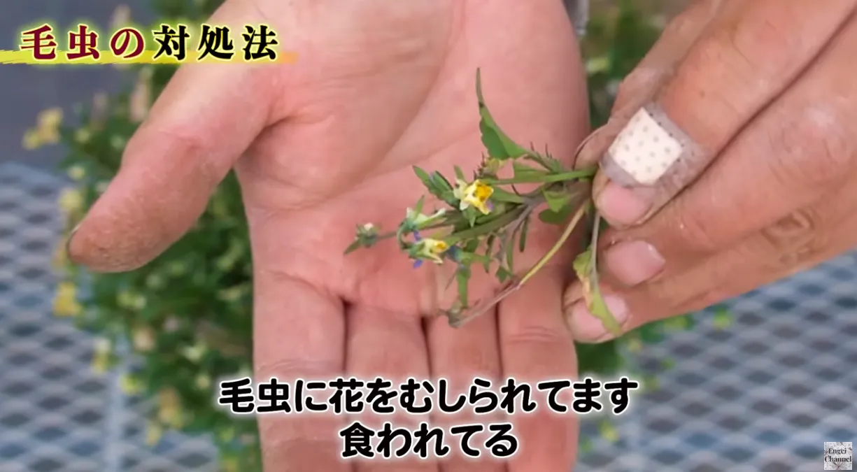 毛虫対策