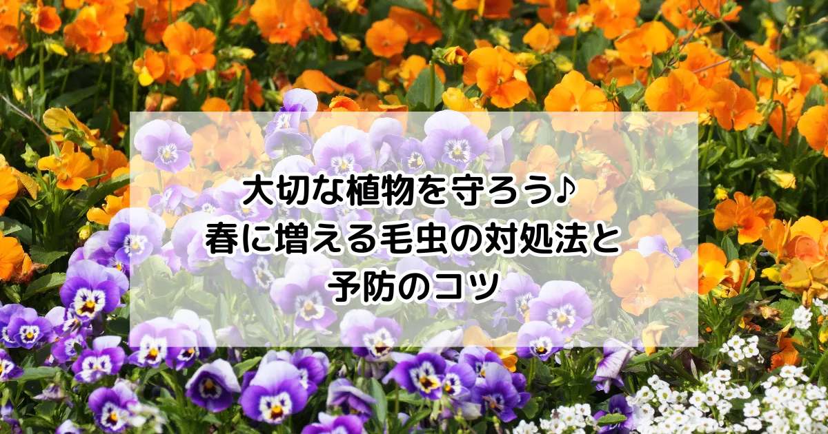 毛虫対策