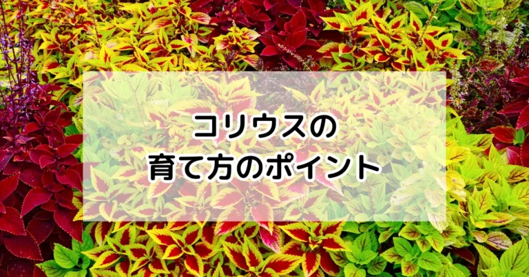 コリウスの育て方