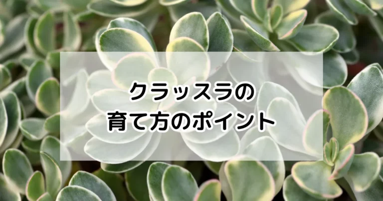 クラッスラの育て方
