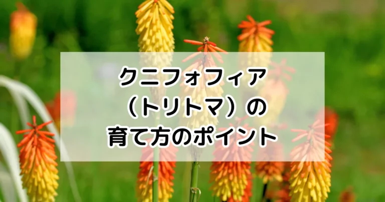 クニフォフィアの育て方